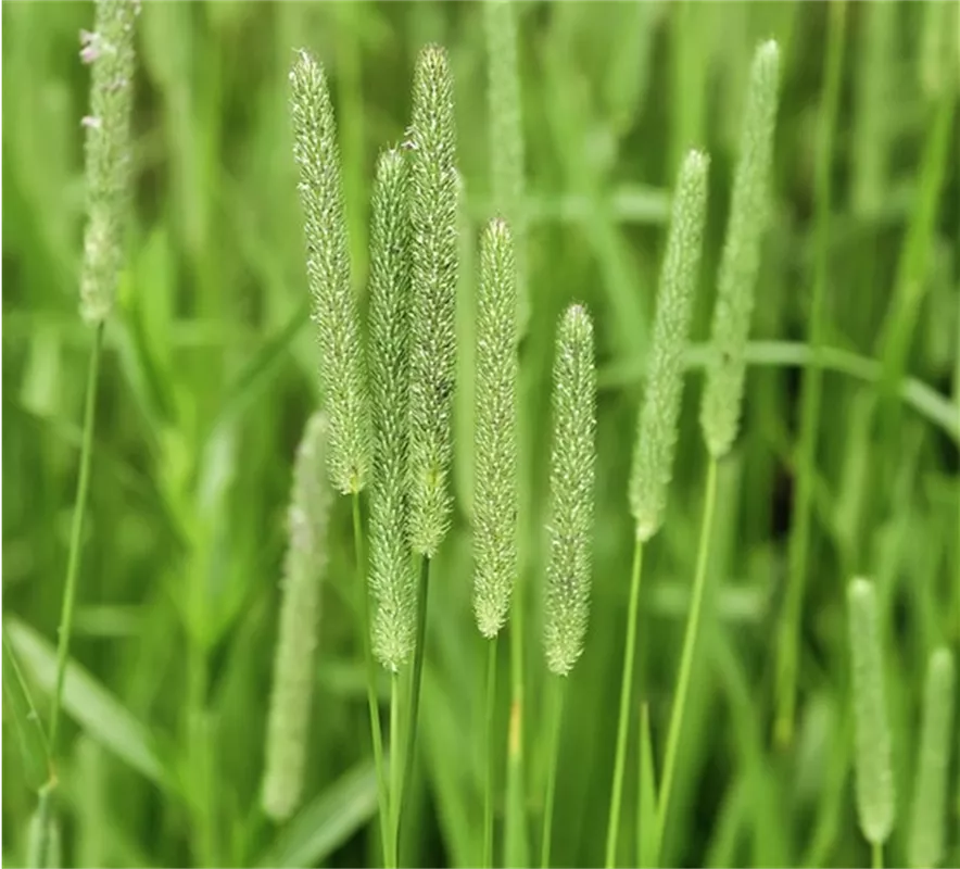 trawy pastewne tymotka łąkowa
