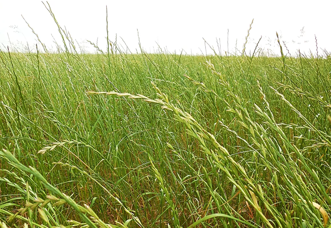 trawy pastewne życica westerwoldzka i wielokwiatowa