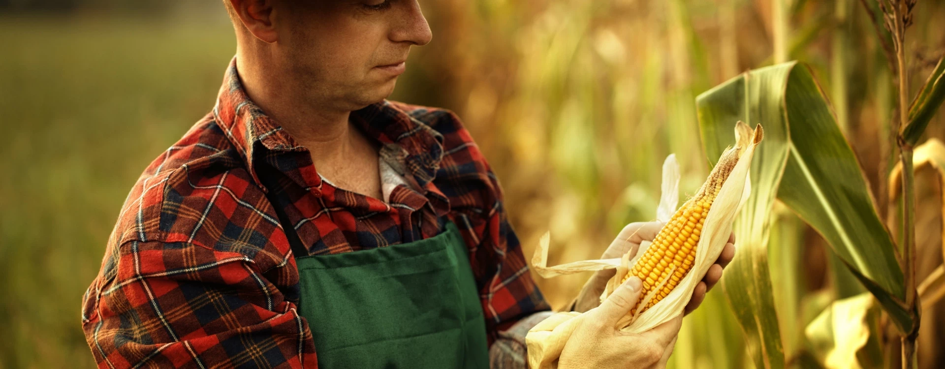 rolnik trzymający kukurydzę