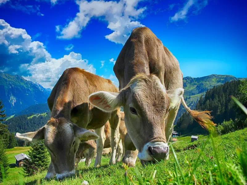 krowy na łące